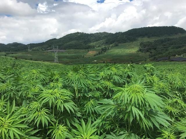 康恩贝：开发高端产品 应对国际市场CBD价格下跌